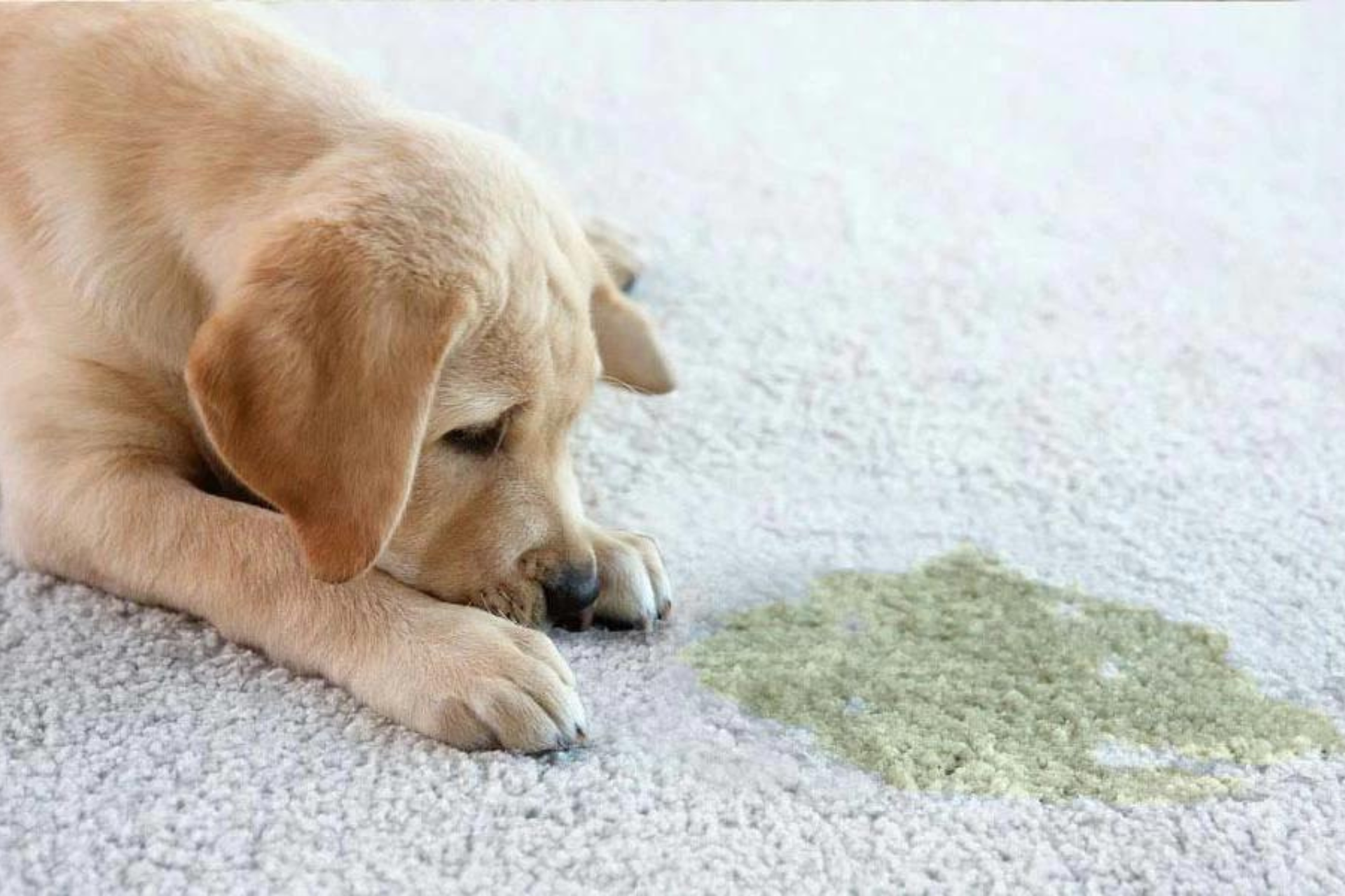 Why Do You Need Professional Pet Odor Removal Services?...